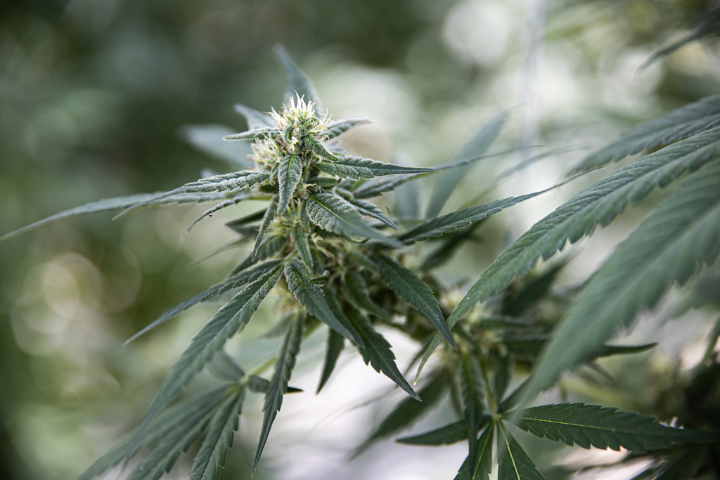 SAI Herbal Farms
